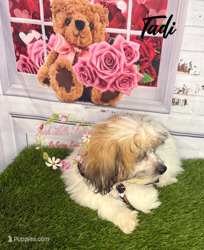 Tadi – Maltese, Shih Tzu puppy for sale in Dover, FL