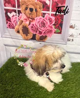 Tadi, a female Maltese and Shih Tzu for sale in Dover, FL – 1 of 6
