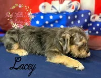 Lacey, a female Jack Russell Terrier and Shih Tzu for sale in Dover, FL – 4 of 7