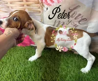 Peter, a male Jack Russell Terrier for sale in Dover, FL – 3 of 6
