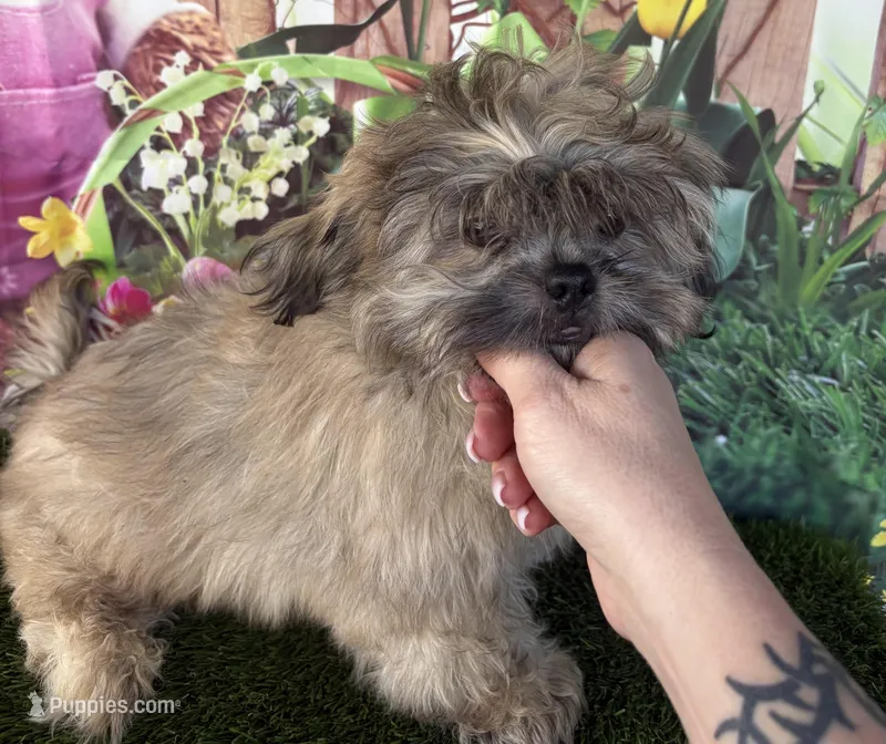 Callum – Shih Tzu puppy for sale in Dover, FL