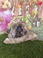 Callum, a male Shih Tzu for sale in Dover, FL – Photo 1 of 6