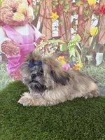 Callum, a male Shih Tzu for sale in Dover, FL – Photo 4 of 6