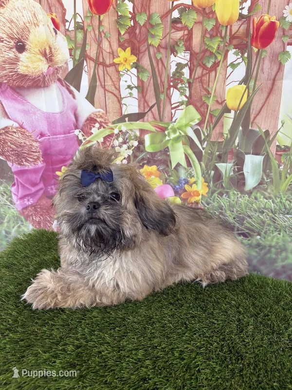 Callum – Shih Tzu puppy for sale in Dover, FL