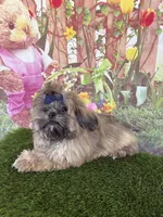 Callum, a male Shih Tzu for sale in Dover, FL – Photo 3 of 6