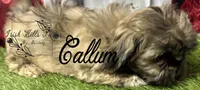 Callum, a male Shih Tzu for sale in Dover, FL – Photo 3 of 6