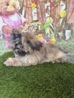 Callum, a male Shih Tzu for sale in Dover, FL – Photo 5 of 6