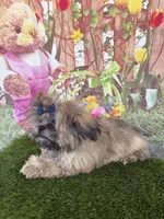 Callum, a male Shih Tzu for sale in Dover, FL – Photo 2 of 6