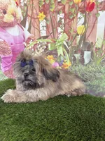 Callum, a male Shih Tzu for sale in Dover, FL – Photo 6 of 6