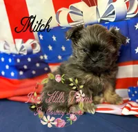 Mitch, a male Shih Tzu for sale in Dover, FL – 4 of 8