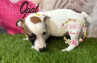 Opal, a female Jack Russell Terrier for sale in Dover, FL – 7 of 9