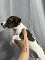 Odie, a female Jack Russell Terrier for sale in Dover, FL – 6 of 6