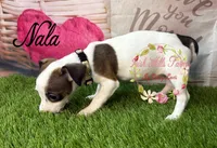 Nala, a female Jack Russell Terrier for sale in Dover, FL – 2 of 4
