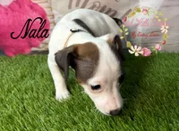 Nala, a female Jack Russell Terrier for sale in Dover, FL – 4 of 4