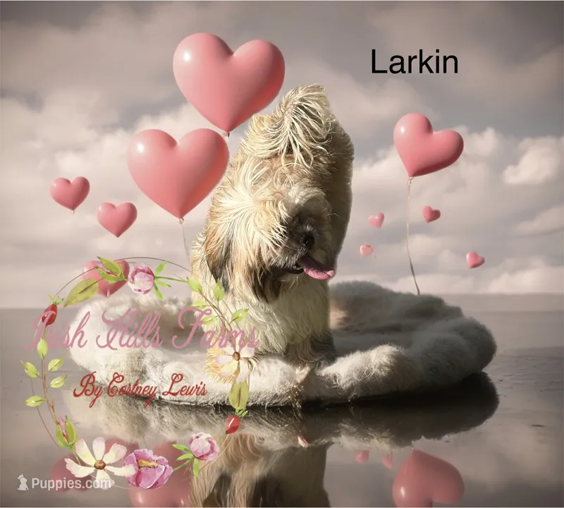 Larkin – Shih Tzu puppy for sale in Dover, FL
