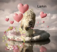 Larkin, a female Shih Tzu for sale in Dover, FL – 1 of 3