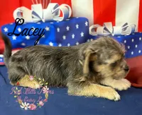 Lacey, a female Jack Russell Terrier and Shih Tzu for sale in Dover, FL – 7 of 7