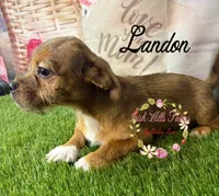 Landon, a male Jack Russell Terrier and Shih Tzu for sale in Dover, FL – 6 of 9