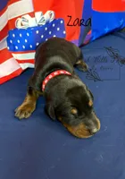 Zara, a female Doberman Pinscher for sale in Dover, FL – 4 of 5