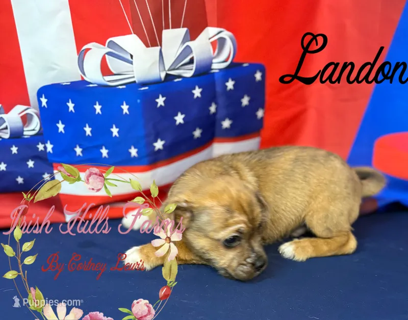 Landon – Jack Russell Terrier, Shih Tzu puppy for sale in Dover, FL