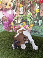 Jafar, a male Jack Russell Terrier for sale in Dover, FL – Photo 7 of 8