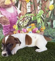 Jafar, a male Jack Russell Terrier for sale in Dover, FL – Photo 5 of 8