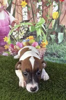 Jafar, a male Jack Russell Terrier for sale in Dover, FL – Photo 3 of 8