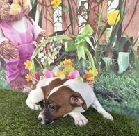 Jafar, a male Jack Russell Terrier for sale in Dover, FL – Photo 4 of 8