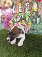 Jafar, a male Jack Russell Terrier for sale in Dover, FL – Photo 8 of 8