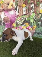 Jafar, a male Jack Russell Terrier for sale in Dover, FL – Photo 6 of 8