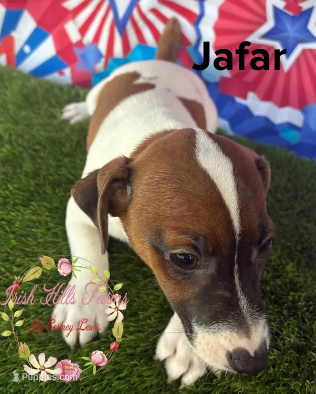 Jafar – Jack Russell Terrier puppy for sale in Dover, FL