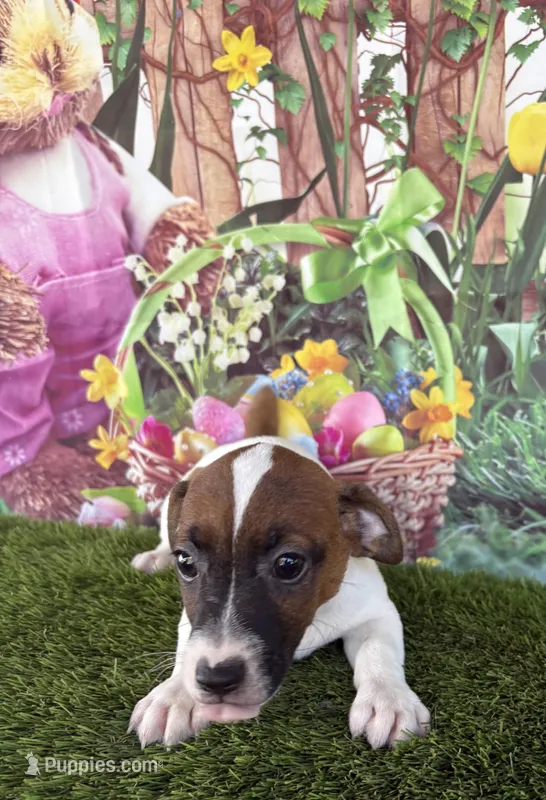 Jafar – Jack Russell Terrier puppy for sale in Dover, FL