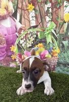 Jafar, a male Jack Russell Terrier for sale in Dover, FL – Photo 1 of 8