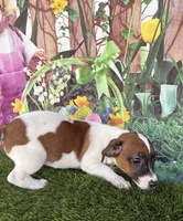 Jafar, a male Jack Russell Terrier for sale in Dover, FL – Photo 2 of 8