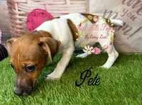 Pete, a male Jack Russell Terrier for sale in Dover, FL – 5 of 8