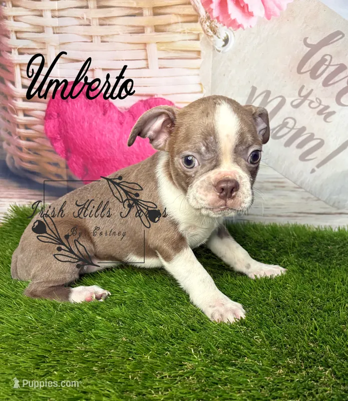 Umberto – Boston Terrier puppy for sale in Dover, FL
