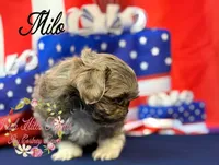 Milo, a male Shih Tzu for sale in Dover, FL – 5 of 9