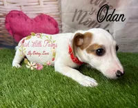 Odan, a male Jack Russell Terrier for sale in Dover, FL – 5 of 6