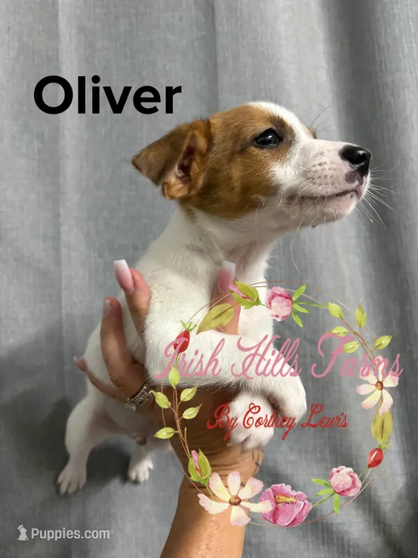 Oliver – Jack Russell Terrier puppy for sale in Dover, FL