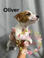 Oliver, a male Jack Russell Terrier for sale in Dover, FL – 1 of 6