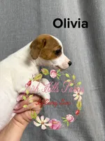 Olivia, a female Jack Russell Terrier for sale in Dover, FL – 3 of 8