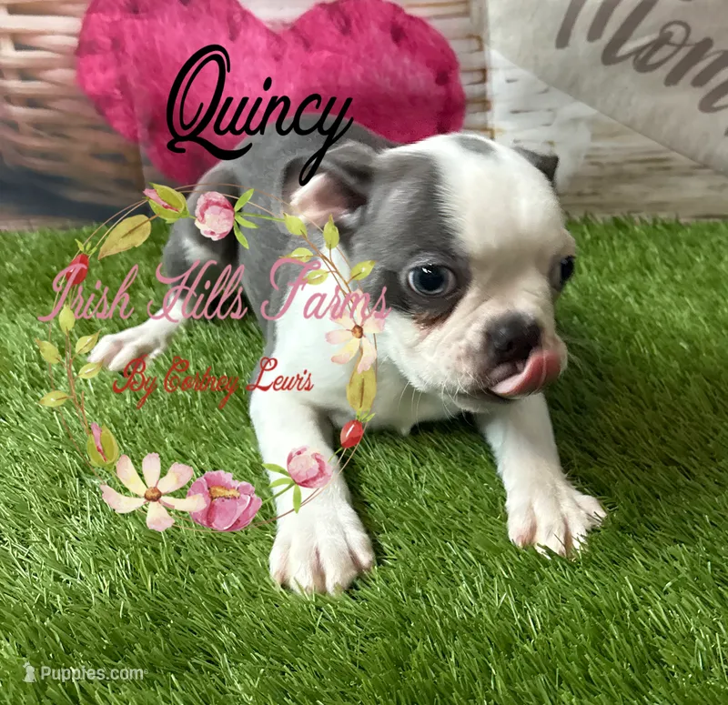 Quincy – Boston Terrier puppy for sale in Dover, FL