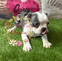 Quincy, a male Boston Terrier for sale in Dover, FL – 1 of 6
