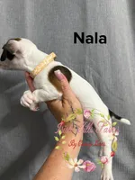 Nala, a female Jack Russell Terrier for sale in Dover, FL – 3 of 4