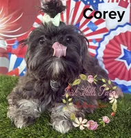 Corey, a male Shih Tzu for sale in Dover, FL – 5 of 6