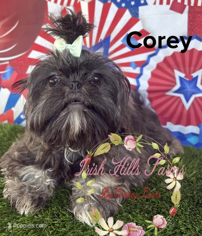 Corey – Shih Tzu puppy for sale in Dover, FL