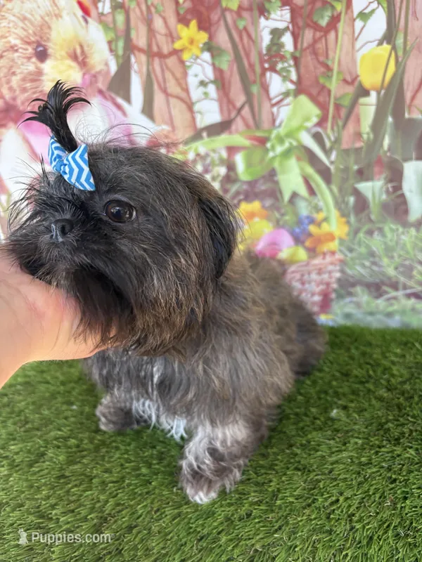 Corey – Shih Tzu puppy for sale in Dover, FL