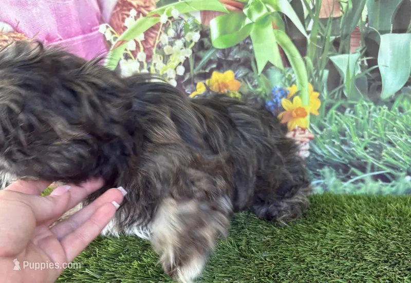 Corey – Shih Tzu puppy for sale in Dover, FL