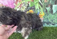 Corey, a male Shih Tzu for sale in Dover, FL – Photo 1 of 4