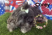 Corey, a male Shih Tzu for sale in Dover, FL – 6 of 6